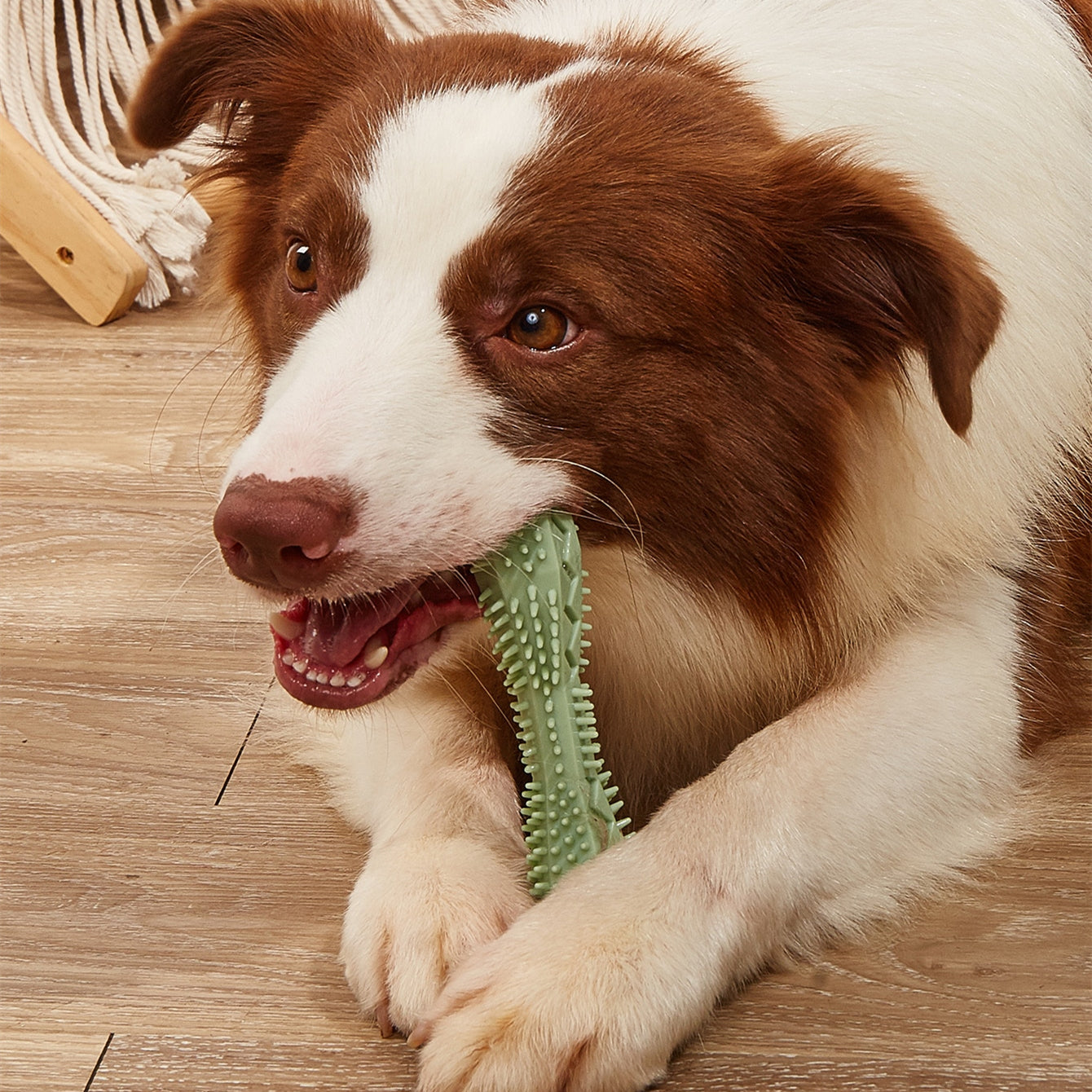 Chew Toys for Dog Teeth Cleaning
